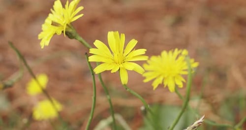 Bright Yellow Flowers in Natural Light, Close Up