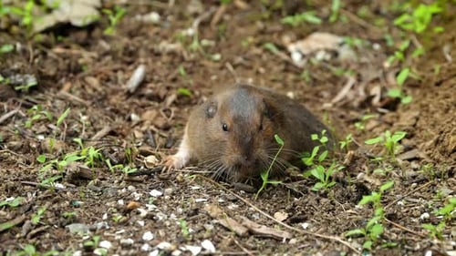 Gopher saindo do buraco para comer.