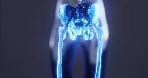 Detailed Representation of Human Body Skeleton Anatomy