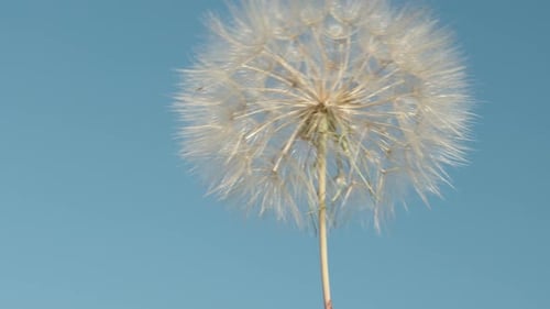 A plucked Tragopogon flower with fluffy seeds twirls against a backdrop of blue sky. Close up