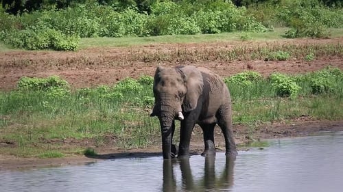African bush elephant in Greater Kruger National park, South Africa