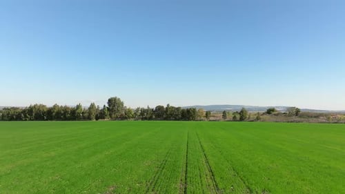 Tree line and Green landscape on a beautiful clear day
