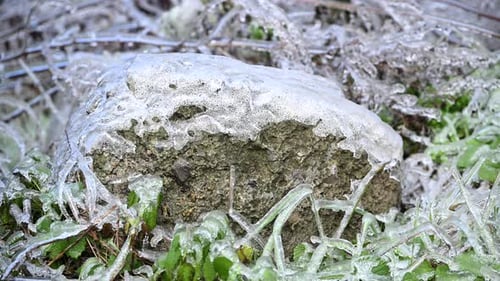 Close Up of Frosty Stone Grass and Bush Nature Winter Beauty High Quality Slow Motion Footage of