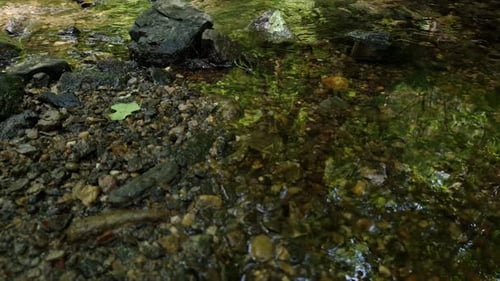 Shallow forest stream with rocks and green reflections