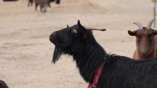 Young black and brown goats at a petting zoo chewing