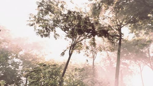 The Sun Shines Through the Trees in the Forest