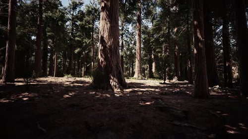 Giant Sequoias in the Giant Forest Grove in the Sequoia National Park