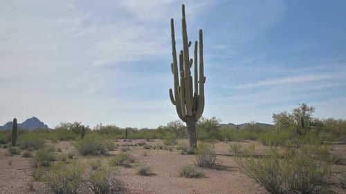 Tall old saguaro in the Sonoran Desert in Tucson, day time hand-held shot