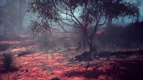 Atmospheric Red Soil Forest with Misty Tree