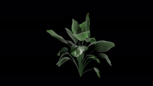Strelitzia Nicolai-Pflanze, die sich im Sommerwind bewegt, realistische Animation