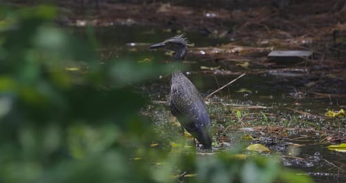 A young heron standing in a muddy forest wetland, partially obscured by green foliage.