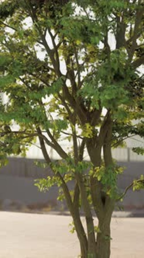 Small Tree With Green Leaves in Parking Lot