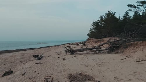 Tree Trunks Washed a Shore in the Beach Coast With Eroded Beach