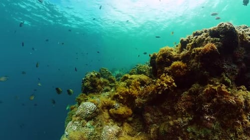 Underwater Scene with Tropical Fish and Coral Reef