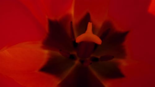 Closeup Beautiful Red Petals Flower Swaying on Wind in Sunny Spring Day
