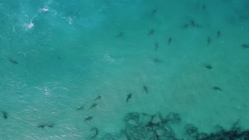 Top view above sharks diving in blue, transparent water - cenital, Aerial shot