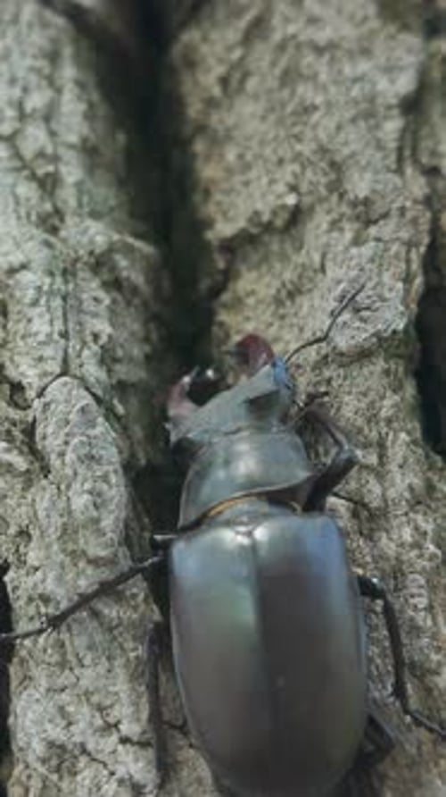 Close-up of Greater Stag Beetle trying to hide in cracks bark of an old oak tree on sunny day