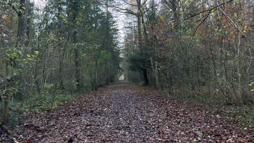 Walking POV forest in autumn, fallen golden leaves, beautiful nature landscape