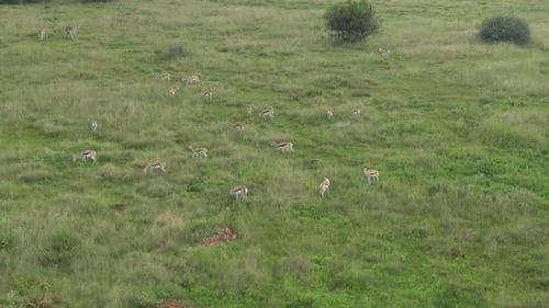 Drohnenaufnahmen einer großen Springbock-Antilopenherde, die in freier Wildbahn auf grüner Grassavanne weidet