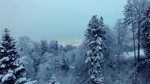 Snow Covered Forest Landscape Scenery in Winter Season