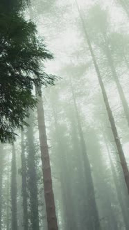 The Forest of Slender Trees Shrouded in Mystery of Autumn Fog Surreal Landscape