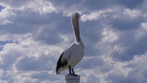 Elegant Pelican Standing Tall on Coastal Post