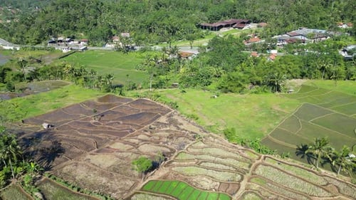 Luftaufnahme des Reisfeldes in Purwokerto