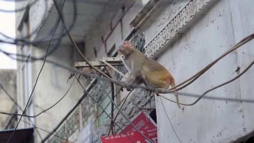 Macaco em Chandni chowk