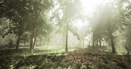 Misty Forest with Sunlight Filtering Through Trees Creates a Serene Atmosphere