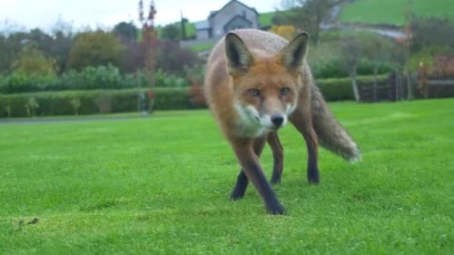 Neugieriger Fuchs geht und schaut in die Kamera