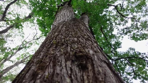 Textur des Mahagoni-Baumstamms im Wald