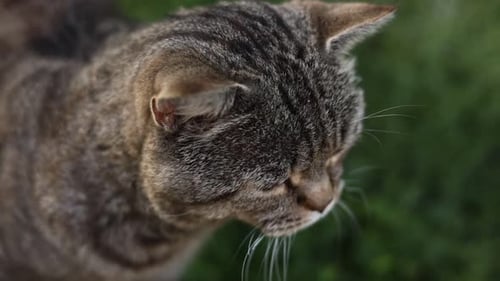 Porträt einer süßen erwachsenen britischen gestreiften Katze mit schönen Augen, die draußen sitzt. Lustiges getigertes Haustier