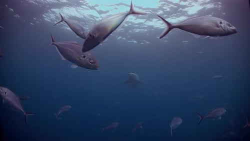 Great White Shark Carcharodon carcharias Neptune Islands South Australia 4k slow motion 50fps