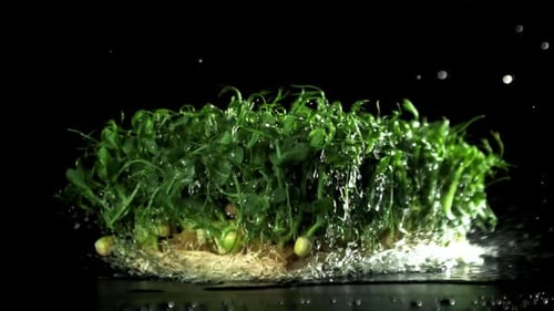 Des micropousses germées tombent sur la table, filmées par une caméra haut débit à 1000 images par seconde