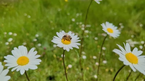 Bee sitting on beautiful white chamomile