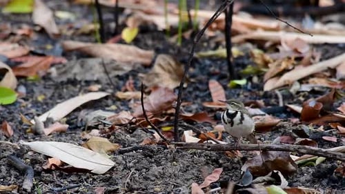 The Forest Wagtail is a passerine bird foraging on branches, forest grounds, tail wagging constantly