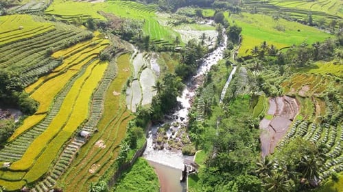 Luftbild eines terrassierten Reisfeldes mit Fluss aus der Vogelperspektive. Grünes Muster des Reisfeldes. Land mit gewachsenem