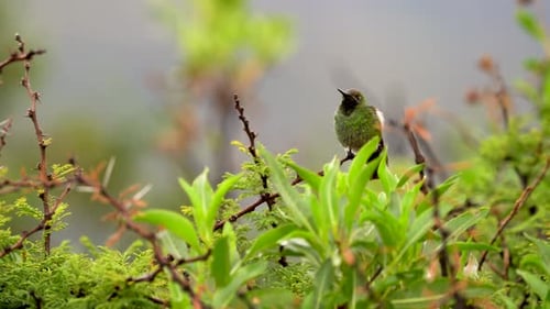 Un petit colibri vert en train de se reposer, perché sur une branche, avec le fond flou d'un