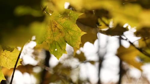 Autumnal Golden Foliage On Maple Tree In Autumnal Fall. Slow Motion Shot