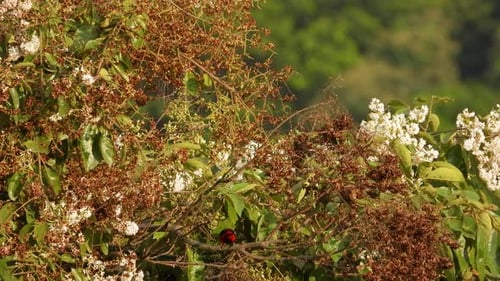 Crimson-backed Tanager Bird Perching On Flowering Tree During Sunny Day In Colombia. Static Shot