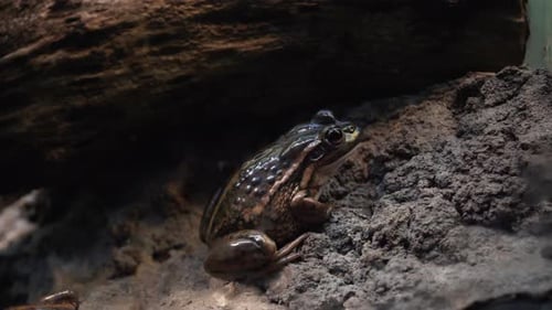 Gestreifter Sumpffrosch, der auf einem Felsen sitzt. - Nahaufnahme