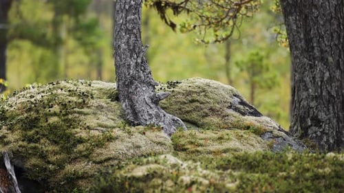 Moss covers the large rocks at the base of a tree in a quiet forest, blending natural textures and c