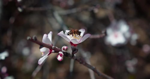 Biene sammelt Nektar von leuchtend weißen Mandelblüten, die sich im Wind wiegen, Nahaufnahme