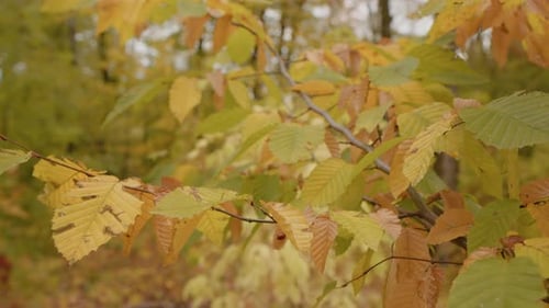 Colorful shades of autumn in deciduous forest with wind blowing the branches.