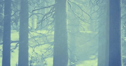 Misty Forest Landscape Reveals Tranquil Nature in Early Morning Light
