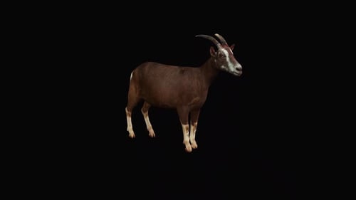 Goat Eating Grass