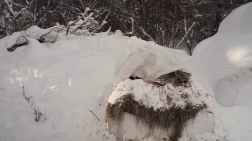 Thick Snow Covering Forest Floor And Tree Branches During Winter. Pan Left