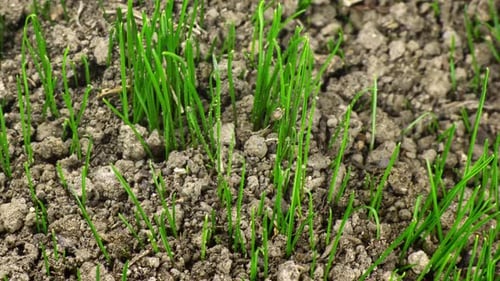 Emerging Green Sprouts in the Daylight