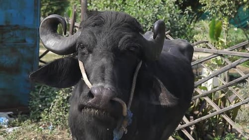 Asian water buffalo with large horns