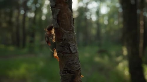 Detalhe de descascar casca de árvore em floresta iluminada pelo sol